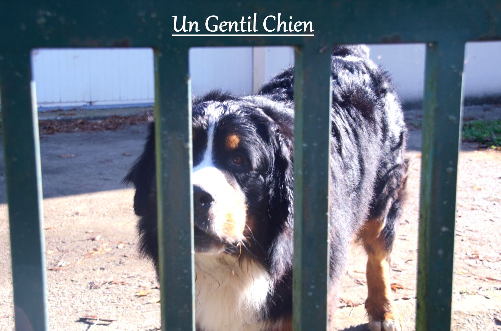 09 p5 Chien