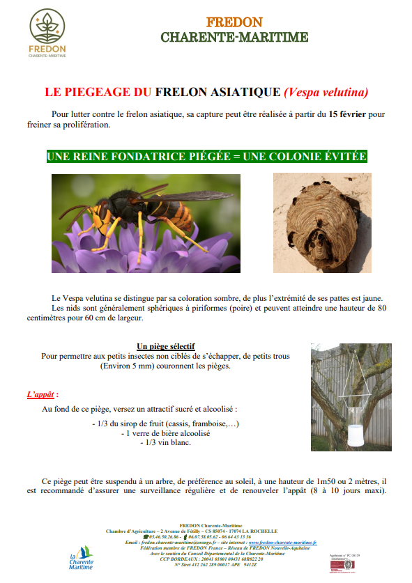 2022 03 27 Frelon asiatique Affiche Page 1