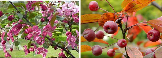 Malus Coccinella