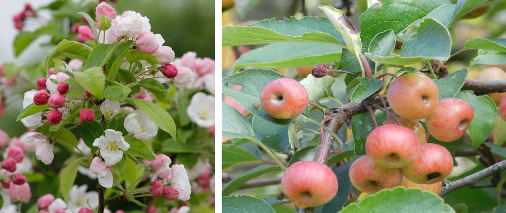 Malus perpetue