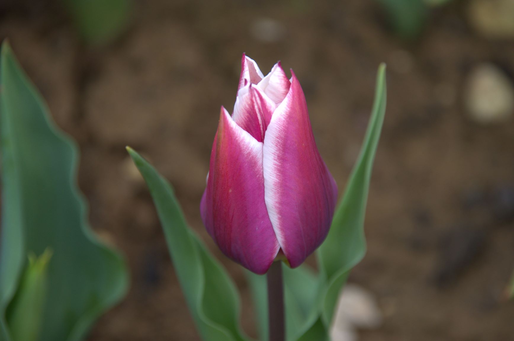  17 Tulipe