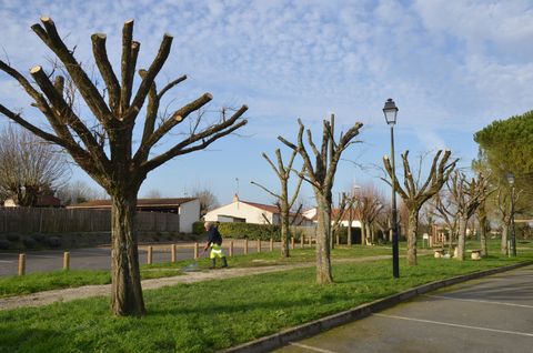 Arbres entrée Parc Péré