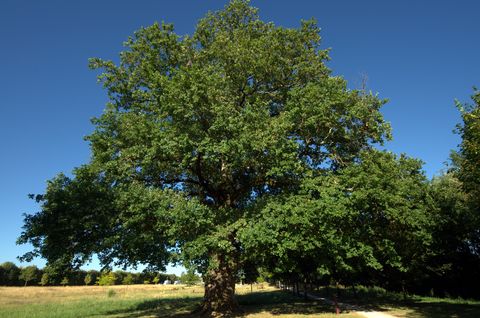 Chêne Pré Bégue