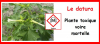 Le datura : méfiez-vous des apparences...