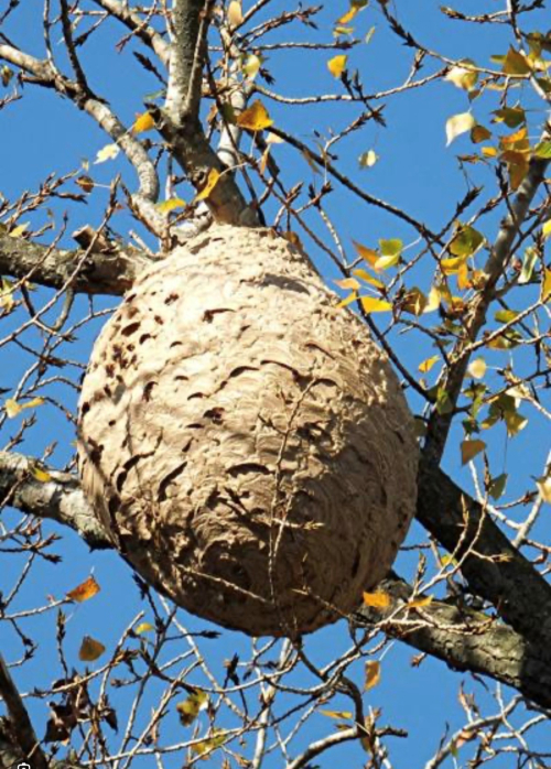 LE REDOUX ARRIVE, LE FRELON ASIATIQUE AUSSI