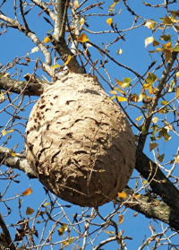 LE REDOUX ARRIVE, LE FRELON ASIATIQUE AUSSI