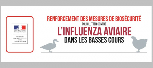 Influenza aviaire : protégez vos élevages
